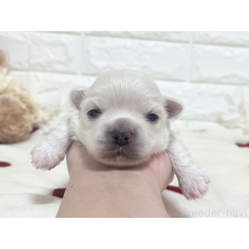 販売中の福岡県のチワマル:チワワ×マルチーズ-414966の75枚目