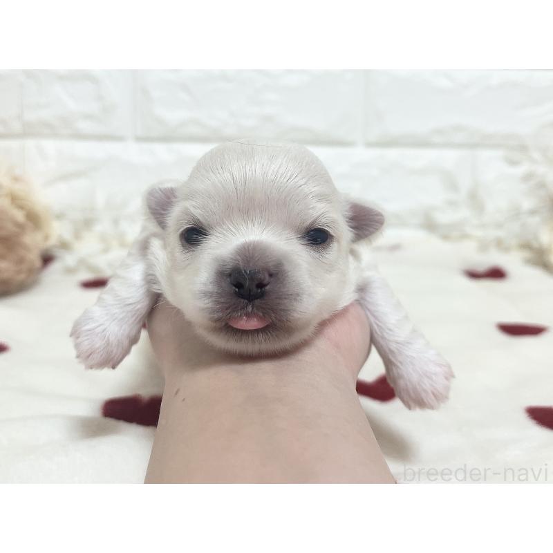 販売中の福岡県のチワマル:チワワ×マルチーズ-414966の74枚目