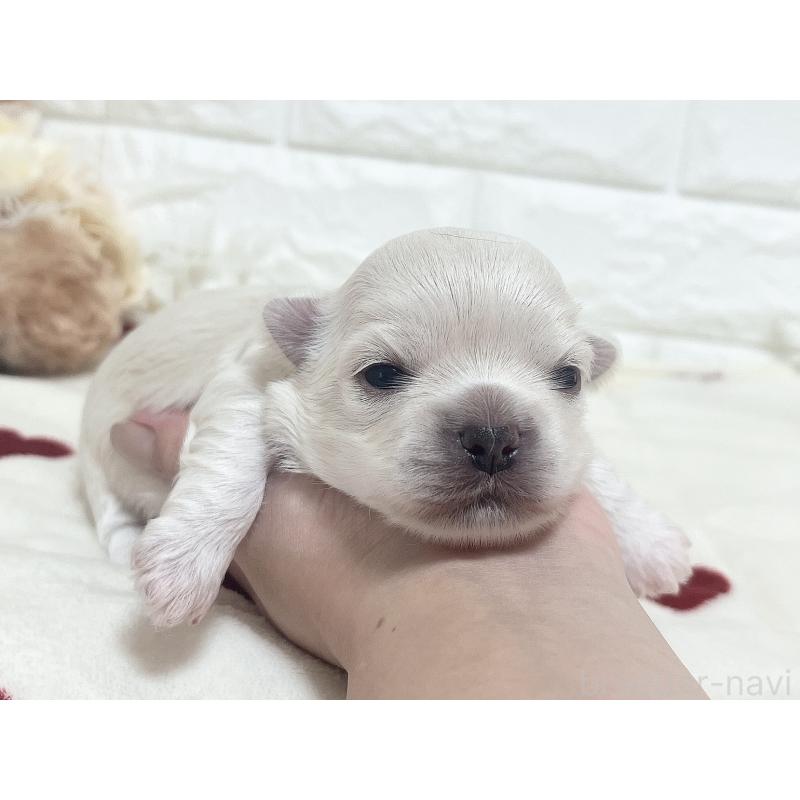 販売中の福岡県のチワマル:チワワ×マルチーズ-414966の73枚目