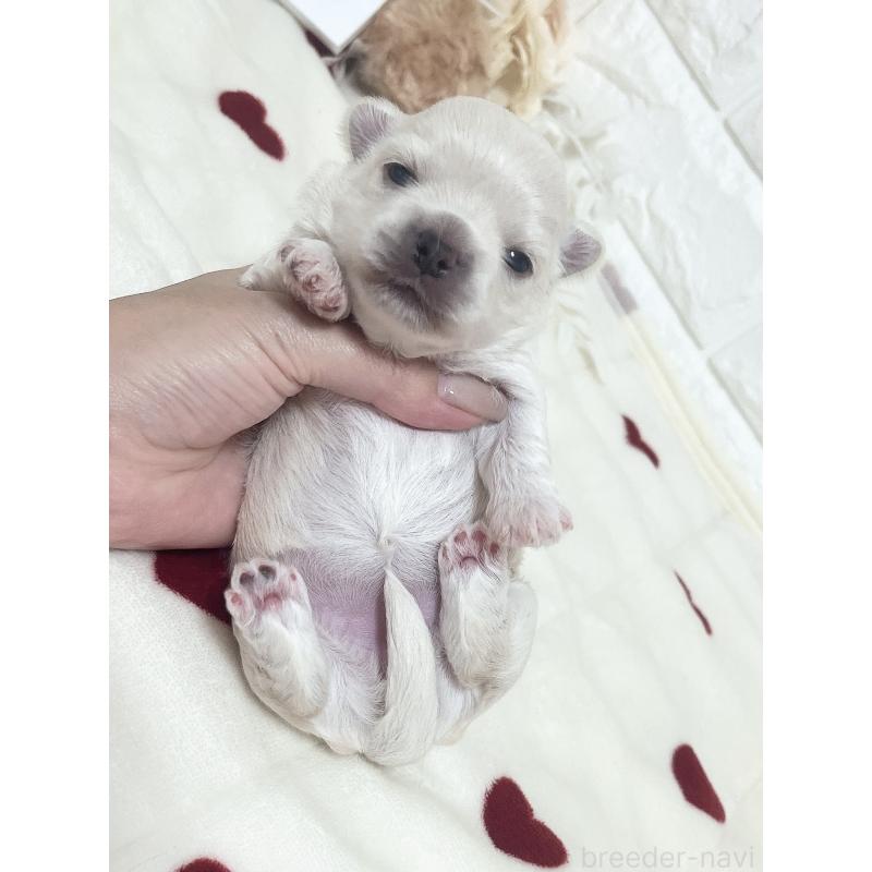 販売中の福岡県のチワマル:チワワ×マルチーズ-414966の72枚目