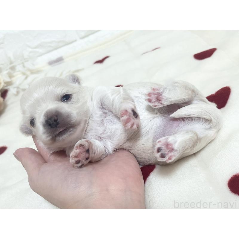 販売中の福岡県のチワマル:チワワ×マルチーズ-414966の71枚目