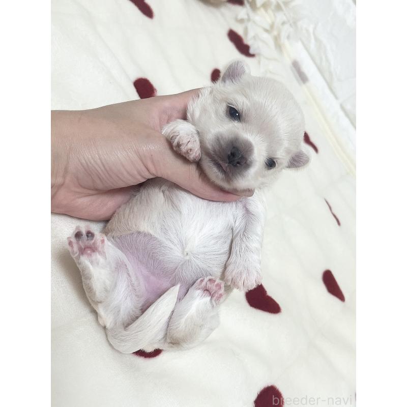 販売中の福岡県のチワマル:チワワ×マルチーズ-414966の70枚目