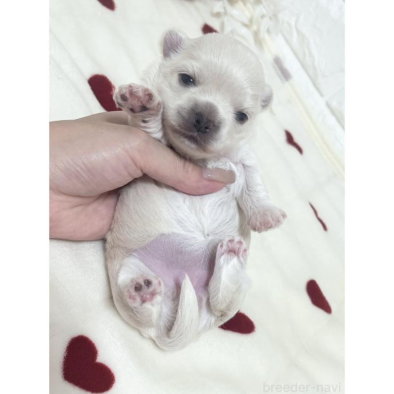販売中の福岡県のチワマル:チワワ×マルチーズ-414966の69枚目