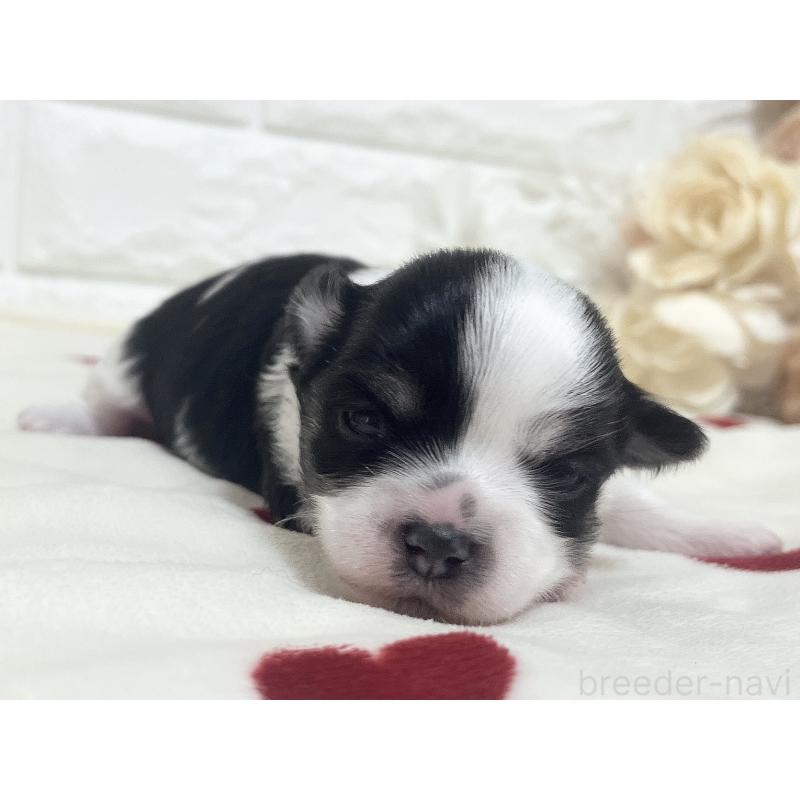 販売中の福岡県のチワマル:チワワ×マルチーズ-414967の63枚目