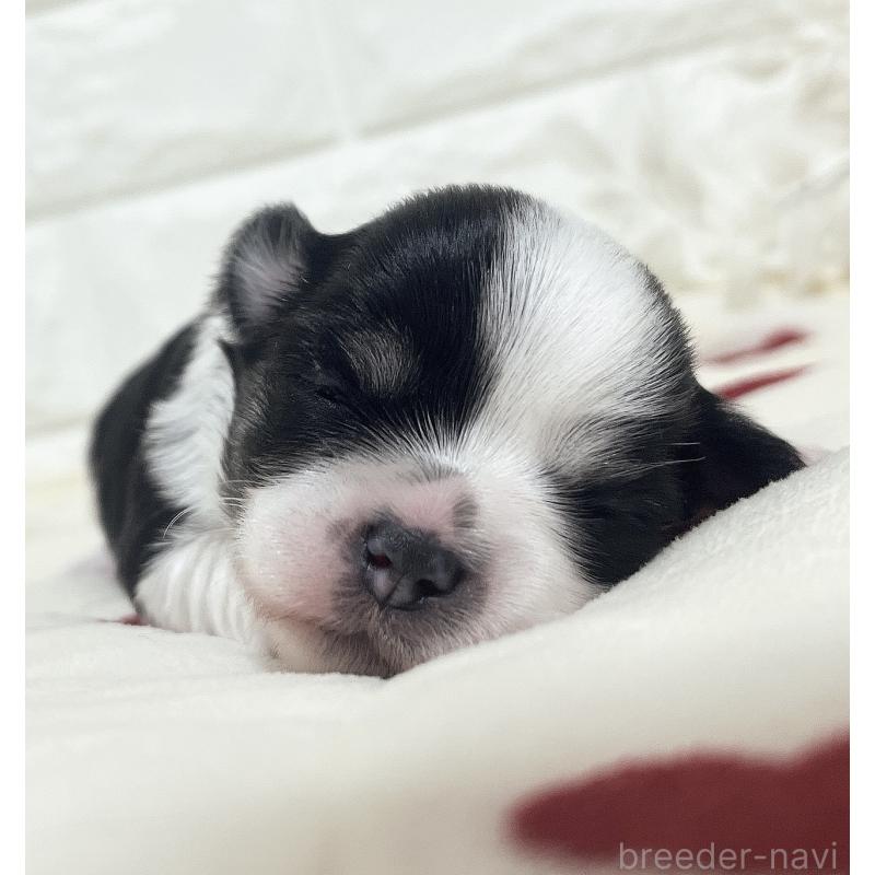 販売中の福岡県のチワマル:チワワ×マルチーズ-414967の62枚目