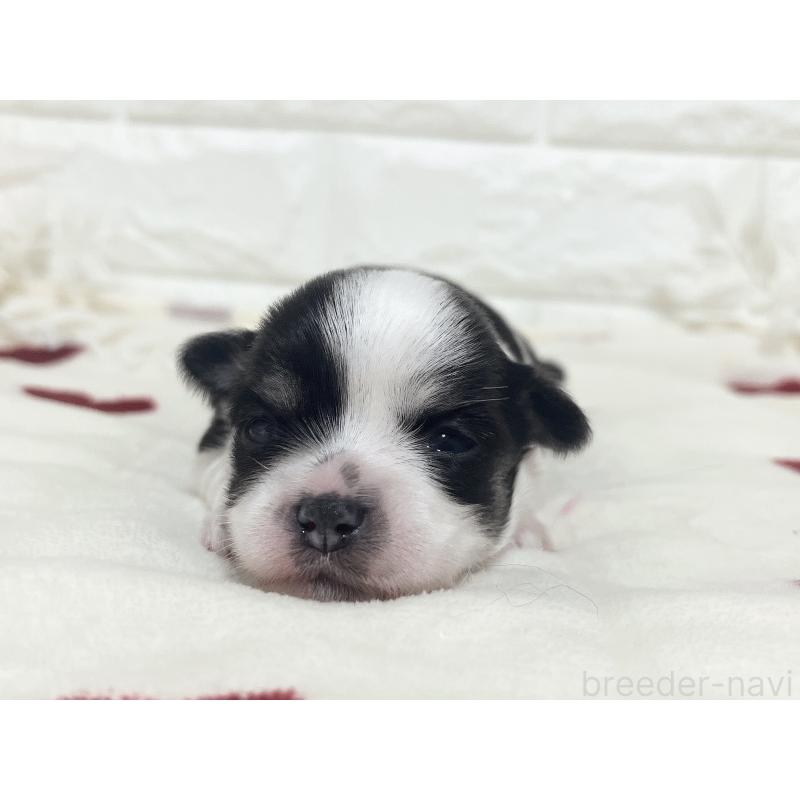 販売中の福岡県のチワマル:チワワ×マルチーズ-414967の61枚目