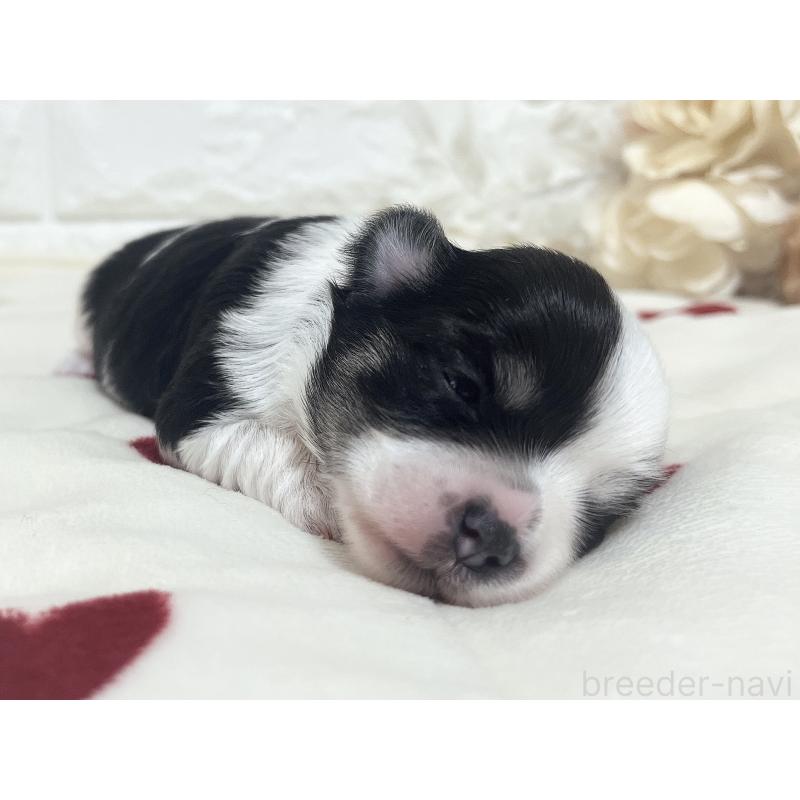 販売中の福岡県のチワマル:チワワ×マルチーズ-414967の60枚目