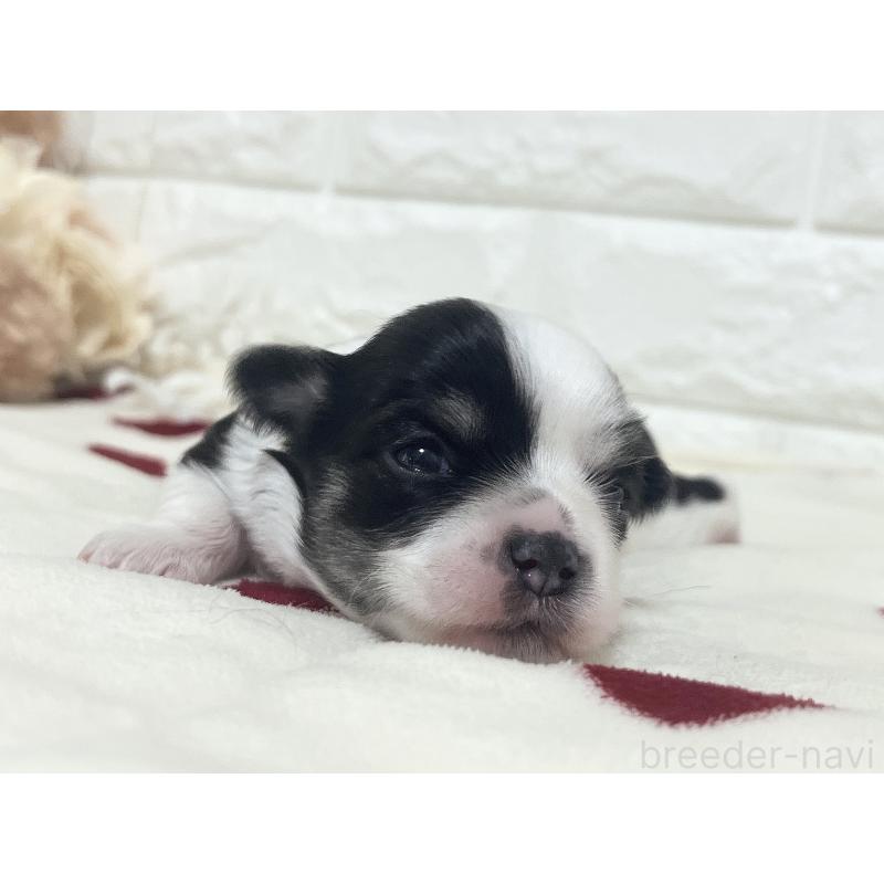 販売中の福岡県のチワマル:チワワ×マルチーズ-414967の59枚目