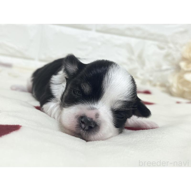 販売中の福岡県のチワマル:チワワ×マルチーズ-414967の58枚目