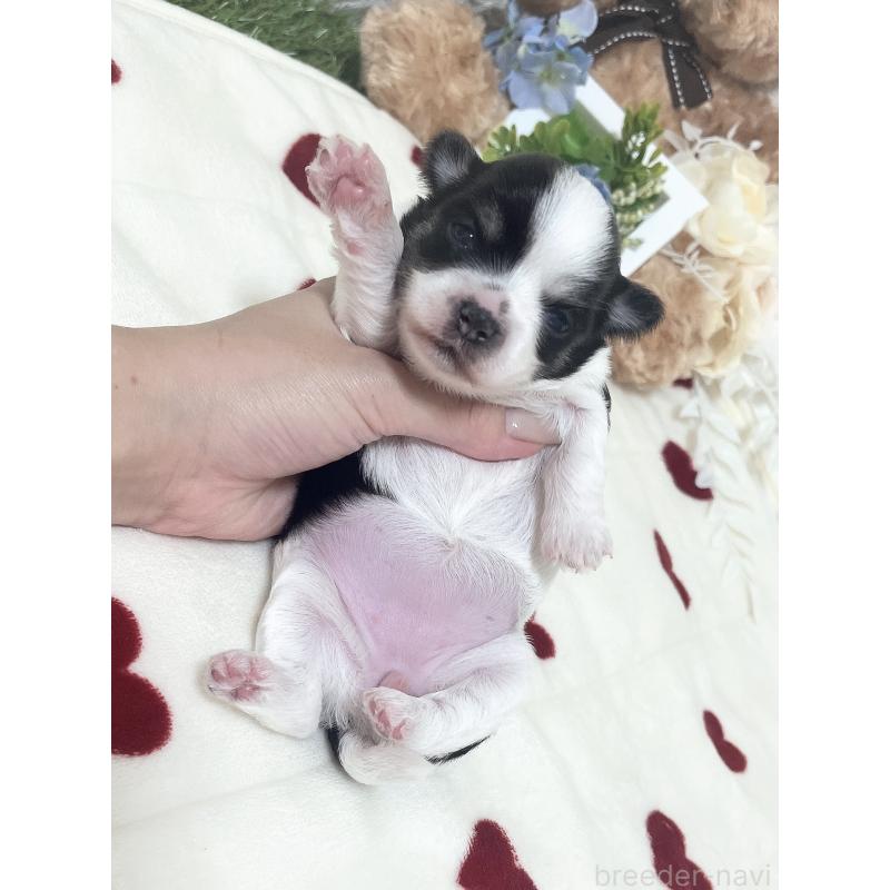 販売中の福岡県のチワマル:チワワ×マルチーズ-414967の57枚目