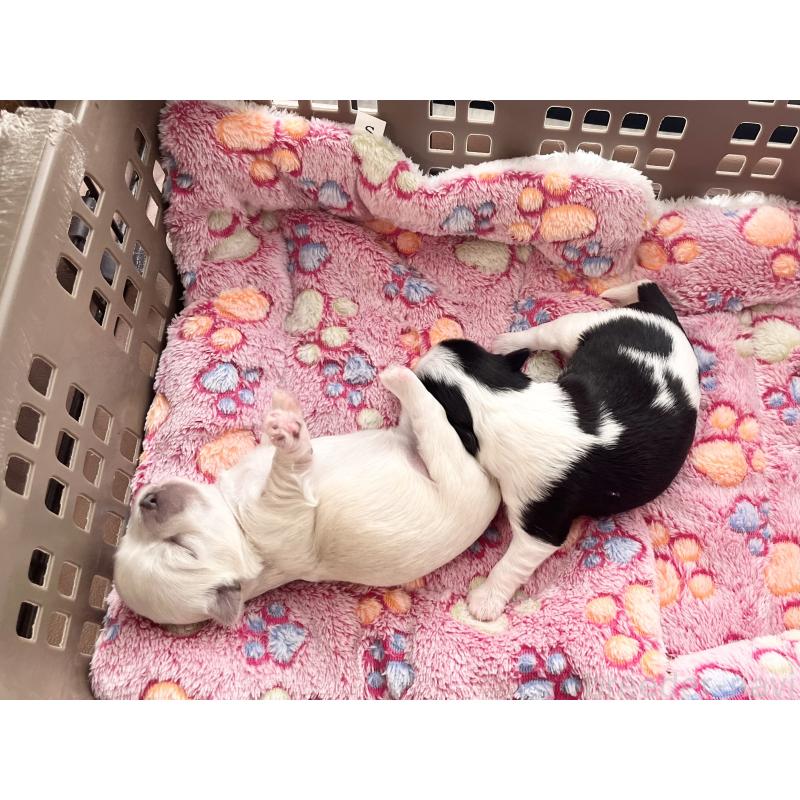 販売中の福岡県のチワマル:チワワ×マルチーズ-414967の56枚目