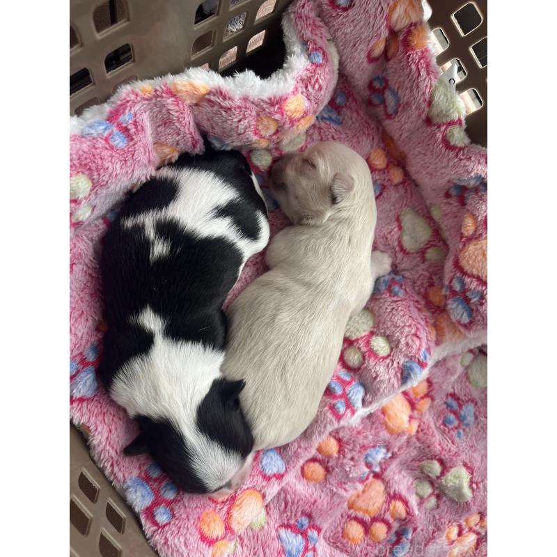 販売中の福岡県のチワマル:チワワ×マルチーズ-414966の66枚目