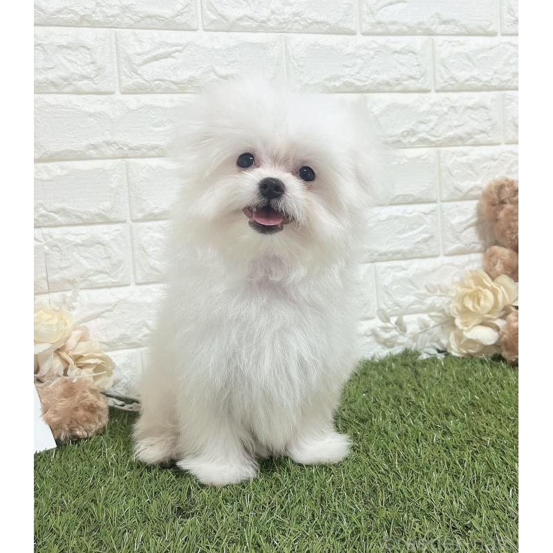 販売中の福岡県のポメマル:ポメラニアン×マルチーズ-412283の14枚目
