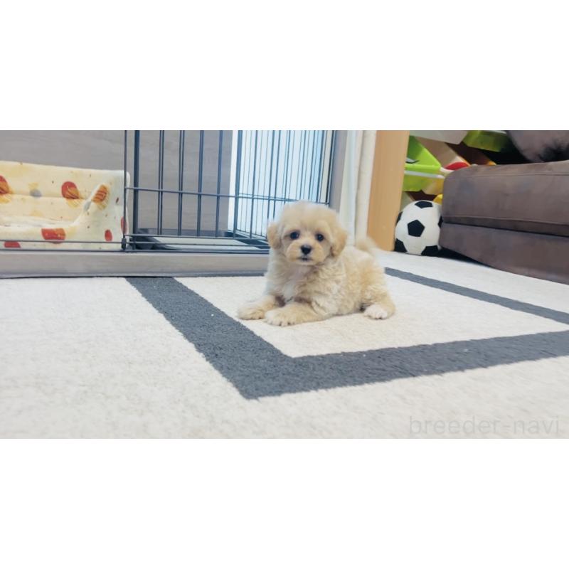 成約済の福岡県のミックス犬-414768の8枚目