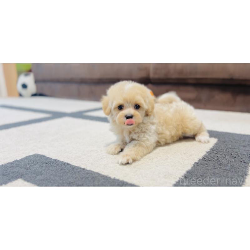 成約済の福岡県のミックス犬-414768の7枚目