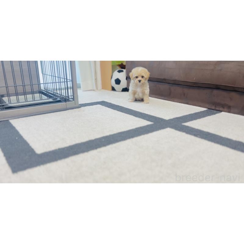 成約済の福岡県のミックス犬-414768の6枚目