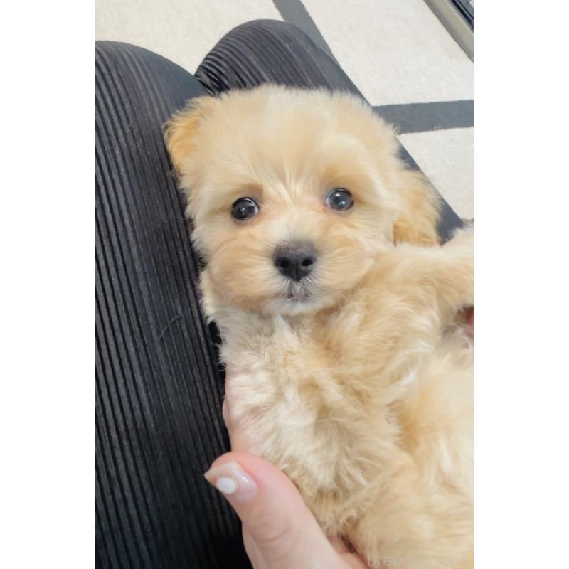 成約済の福岡県のミックス犬-414768の5枚目