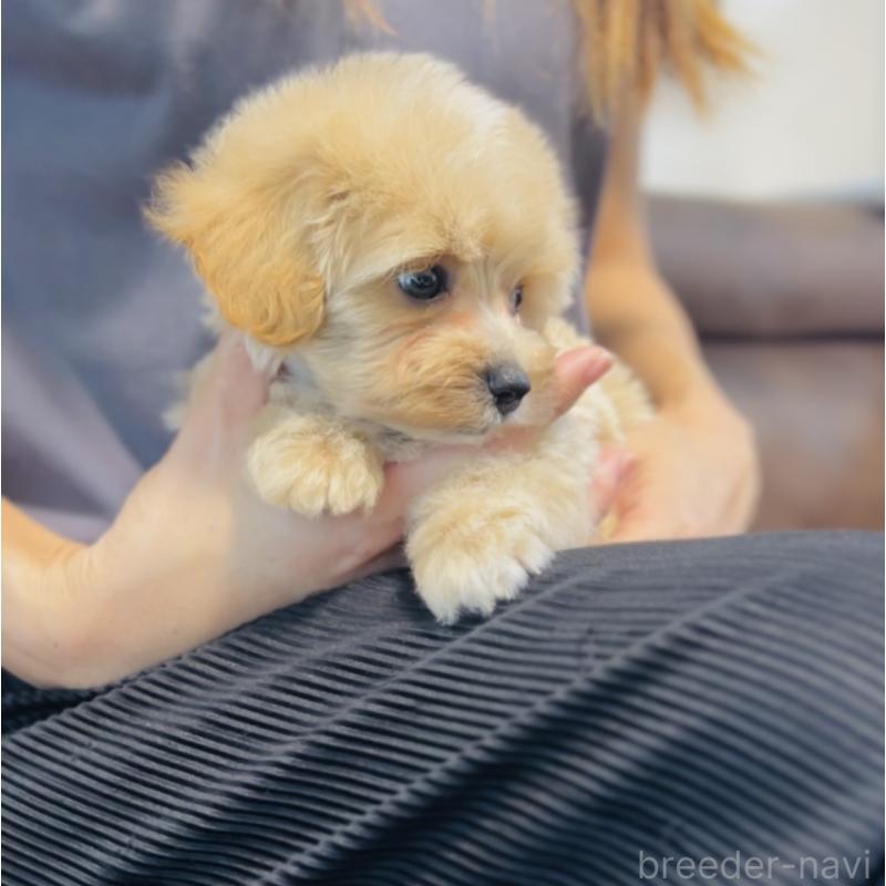 成約済の福岡県のミックス犬-414768の4枚目