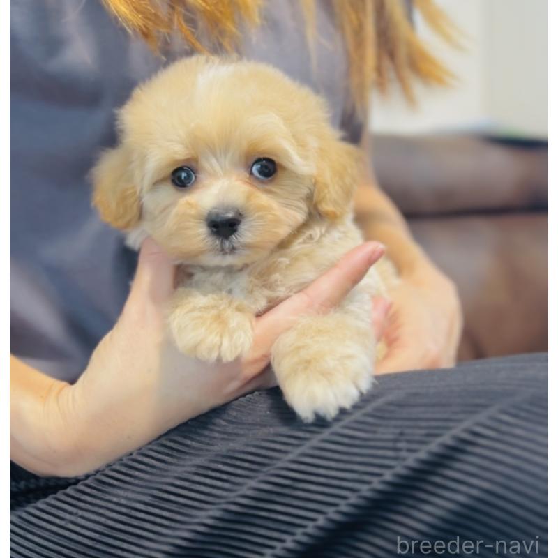 成約済の福岡県のミックス犬-414768の2枚目