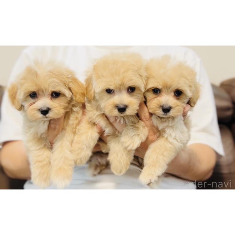 成約済の福岡県のミックス犬-414768の3枚目