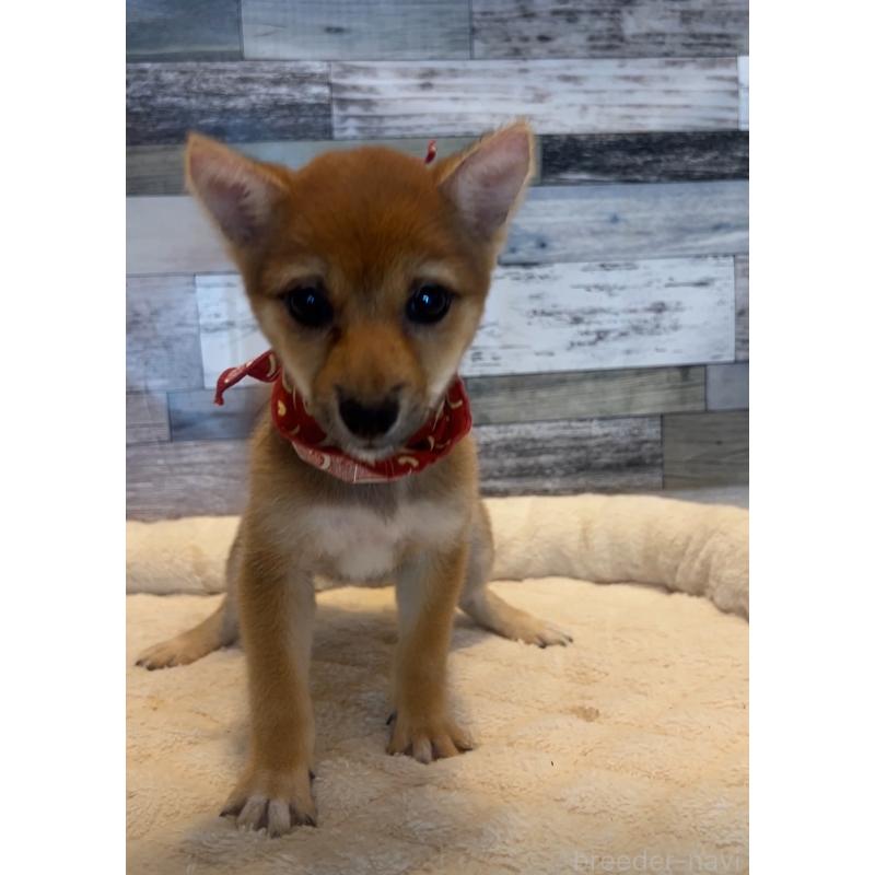 成約済の茨城県の豆柴-405945の4枚目