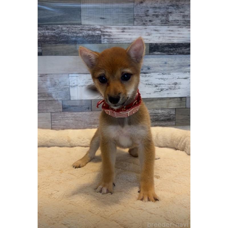 成約済の茨城県の豆柴-405945の3枚目