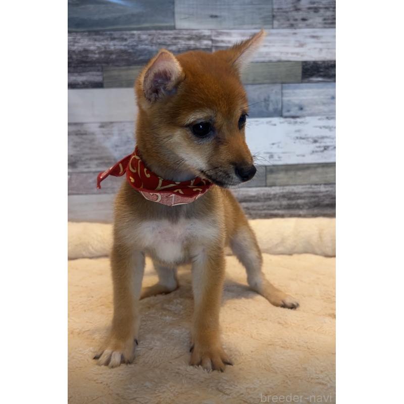 成約済の茨城県の豆柴-405945の2枚目