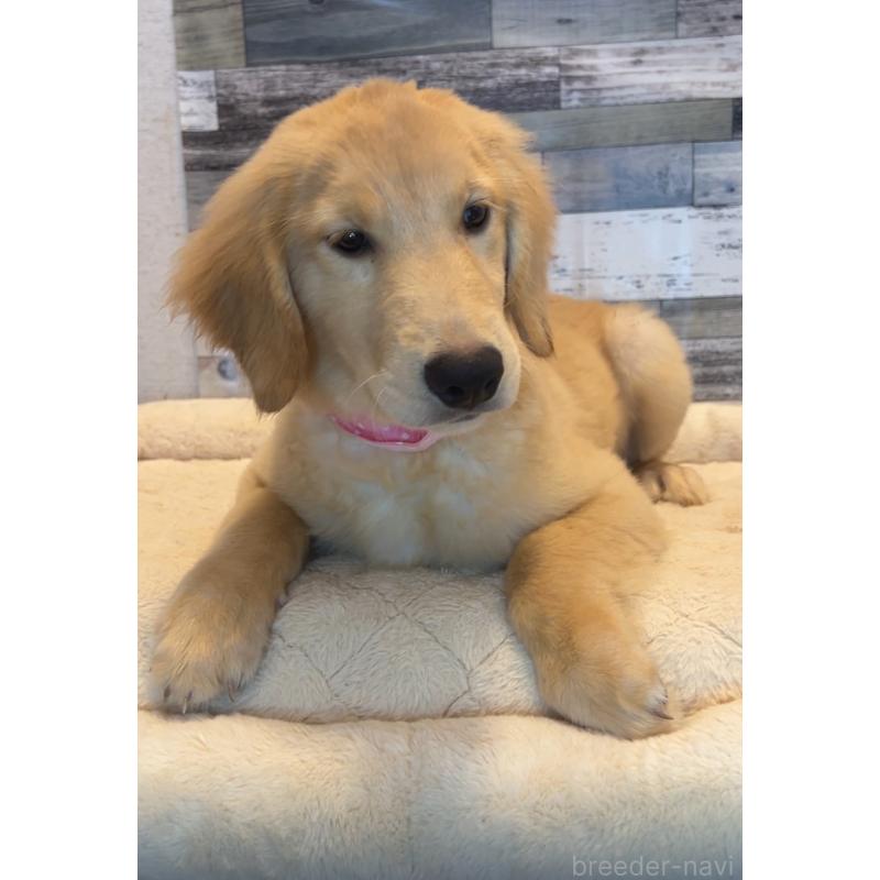 成約済の茨城県のゴールデンレトリーバー-405153の5枚目