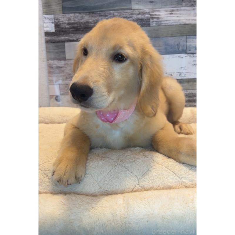 成約済の茨城県のゴールデンレトリーバー-405153の4枚目