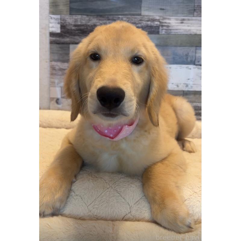 成約済の茨城県のゴールデンレトリーバー-405153の3枚目