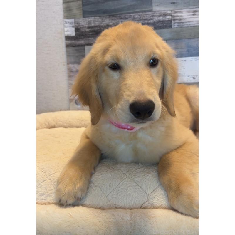 成約済の茨城県のゴールデンレトリーバー-405153の2枚目