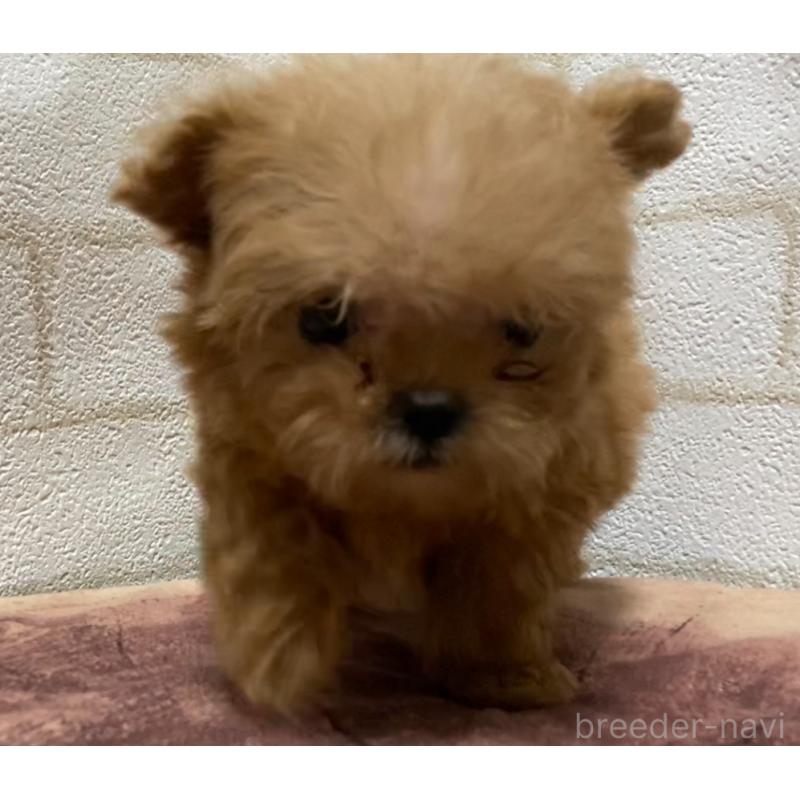販売中の埼玉県のミックス犬-417612の10枚目
