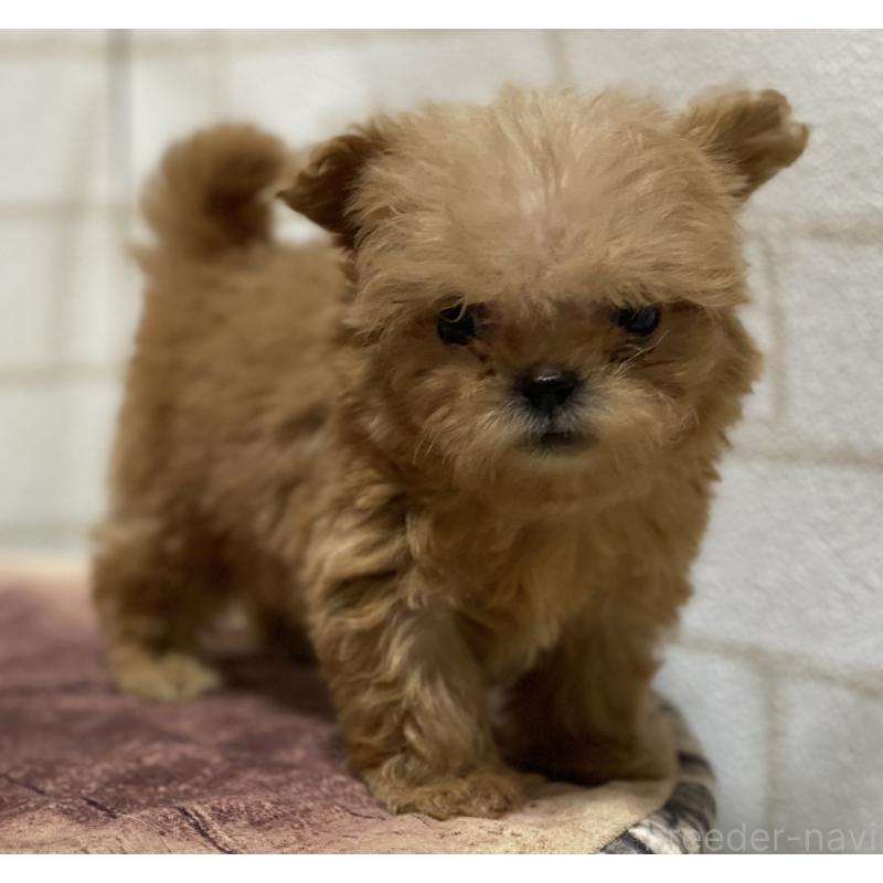 販売中の埼玉県のミックス犬-417612の9枚目