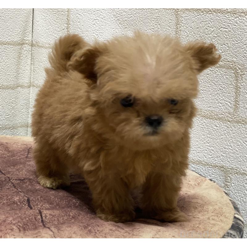 販売中の埼玉県のミックス犬-417612の8枚目