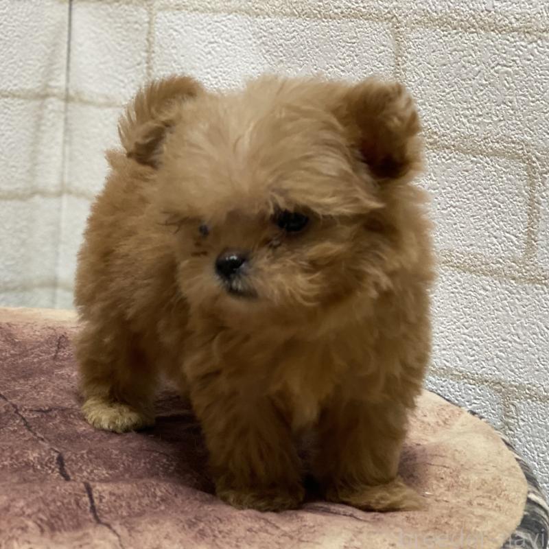 販売中の埼玉県のミックス犬-417612の7枚目