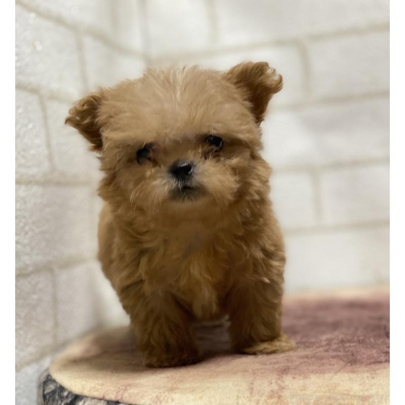 販売中の埼玉県のミックス犬-417612の5枚目