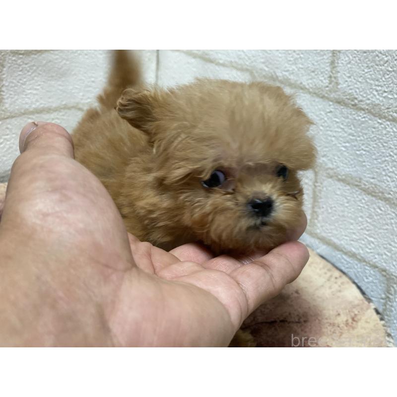 販売中の埼玉県のミックス犬-417612の3枚目