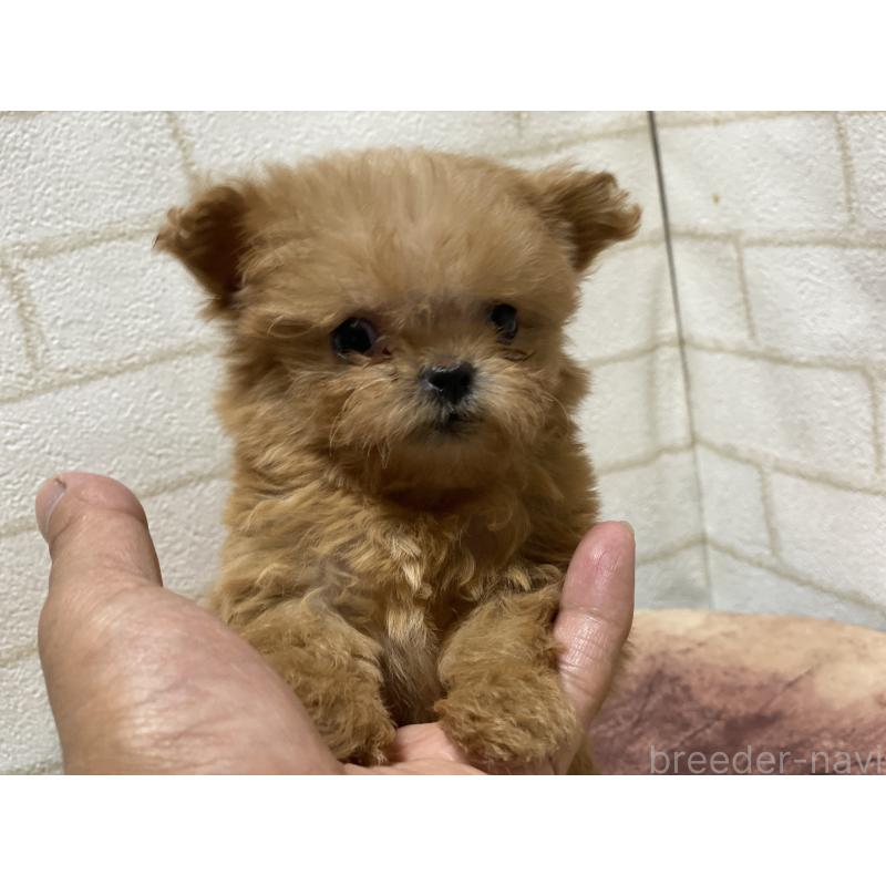 販売中の埼玉県のミックス犬-417612の2枚目