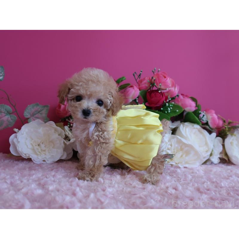 成約済の鹿児島県のティーカッププードル-406456の10枚目