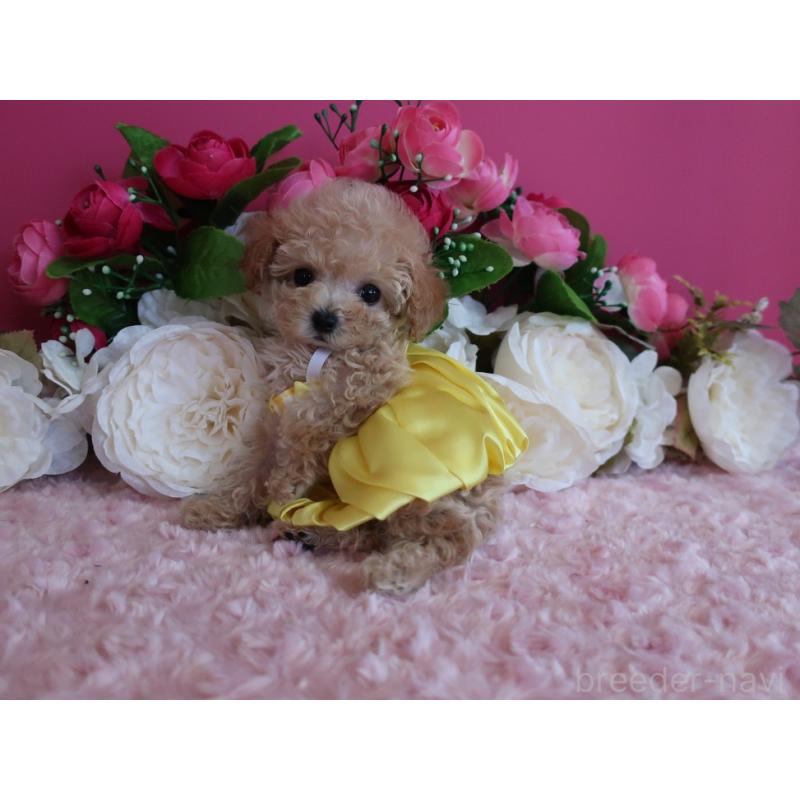 成約済の鹿児島県のティーカッププードル-406456の9枚目