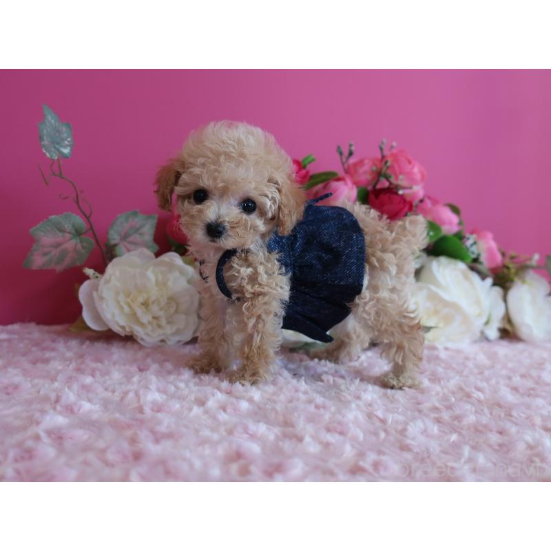 成約済の鹿児島県のティーカッププードル-406456の8枚目