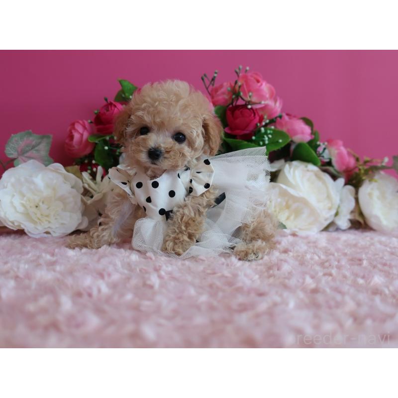 成約済の鹿児島県のティーカッププードル-406456の5枚目