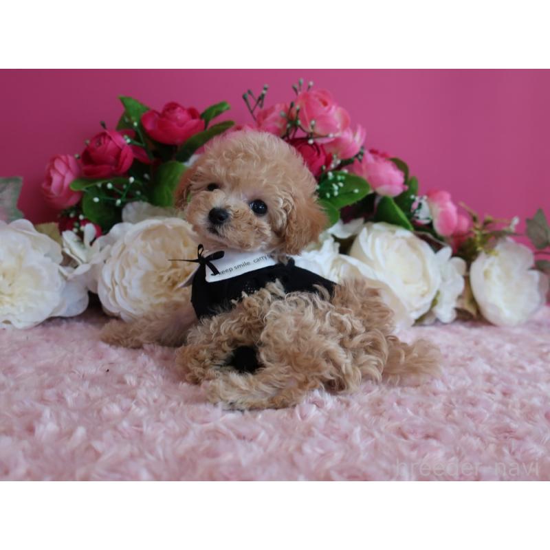 成約済の鹿児島県のティーカッププードル-406456の4枚目