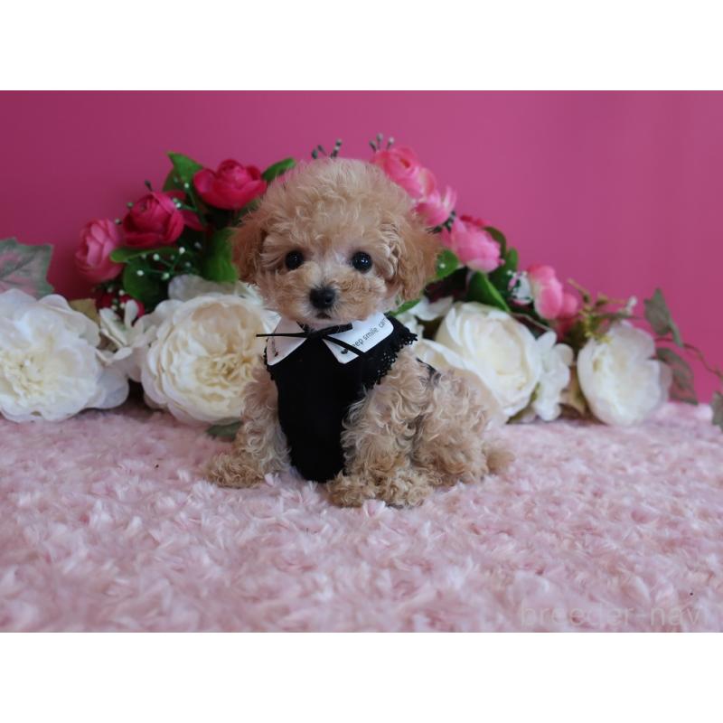 成約済の鹿児島県のティーカッププードル-406456の3枚目