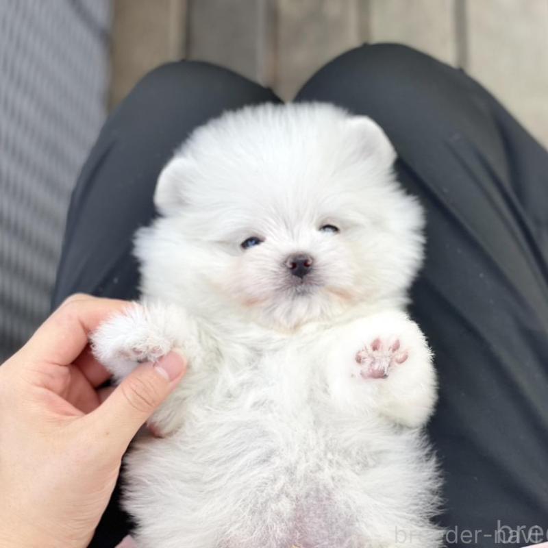 販売中の山梨県のポメマル:ポメラニアン×マルチーズ-417618の5枚目