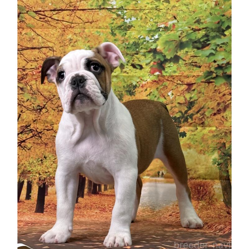 販売中の兵庫県のブルドッグ-404051の7枚目