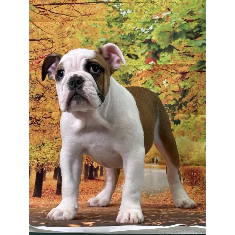 販売中の兵庫県のブルドッグ-404051の6枚目