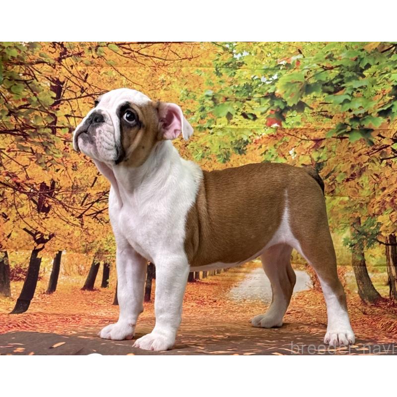 販売中の兵庫県のブルドッグ-404051の5枚目