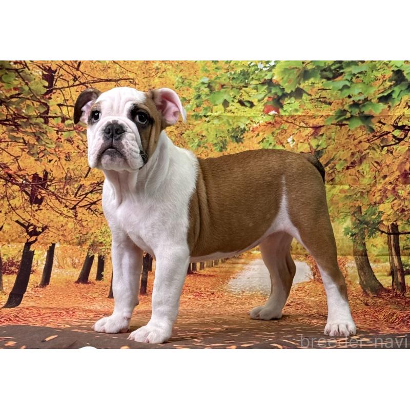 販売中の兵庫県のブルドッグ-404051の4枚目