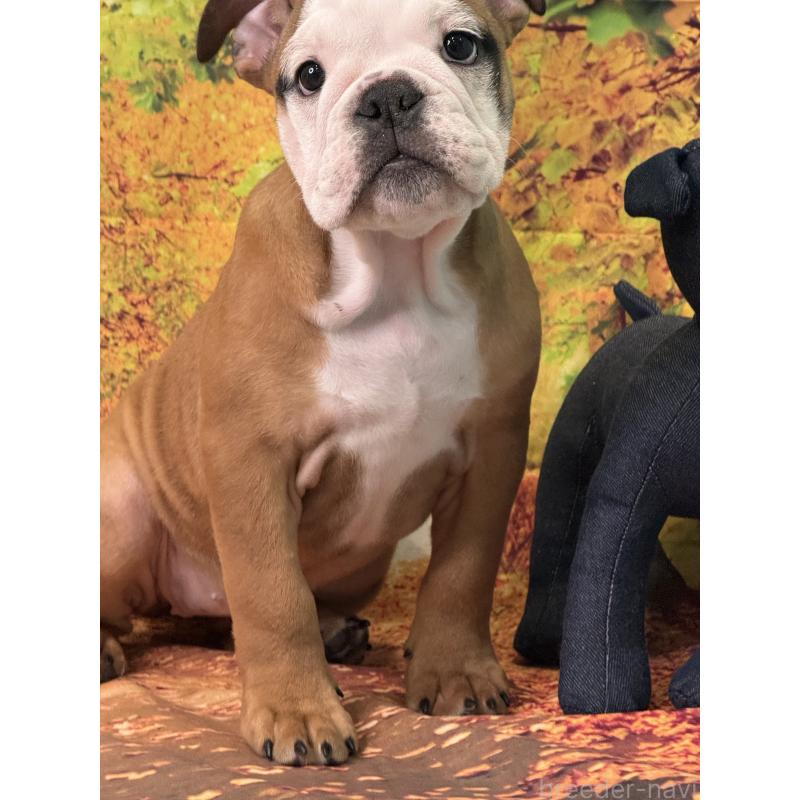 販売中の兵庫県のブルドッグ-404050の6枚目